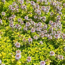 Thyme, Lemon golden